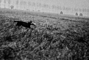 PERRO MUERTO